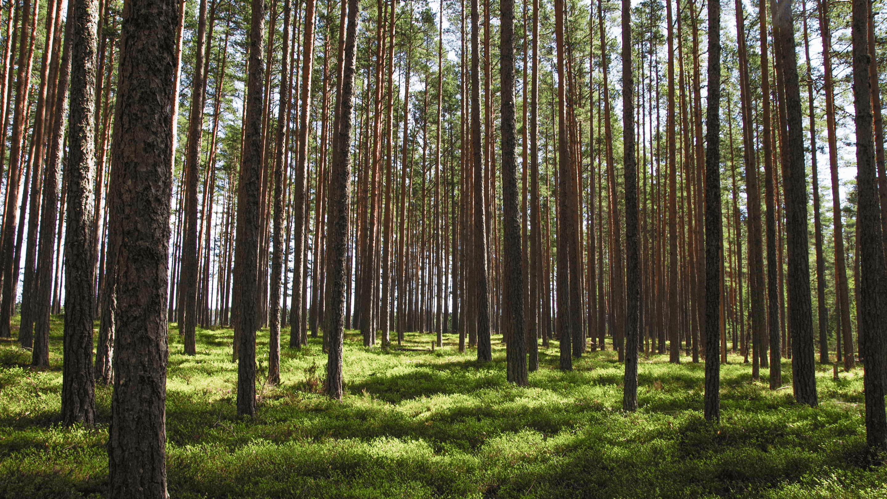 Forest, Arbonics