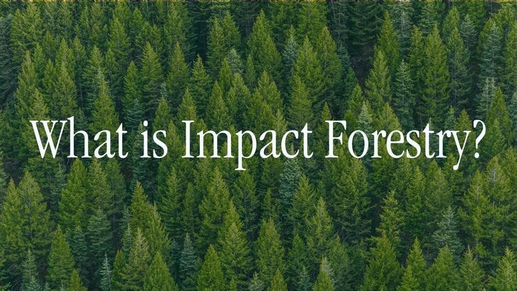 What is Impact Forestry?