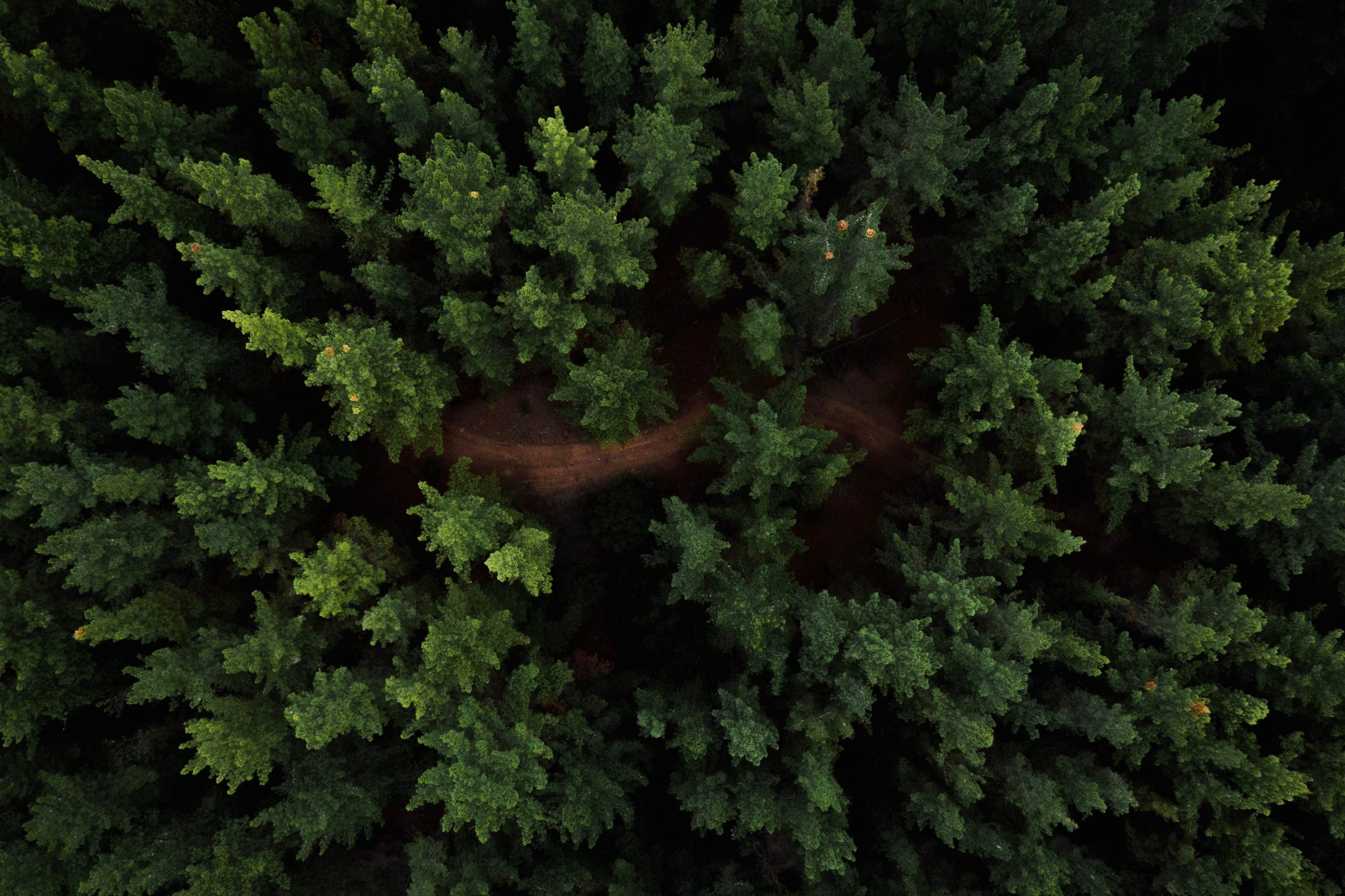 Forest aerial