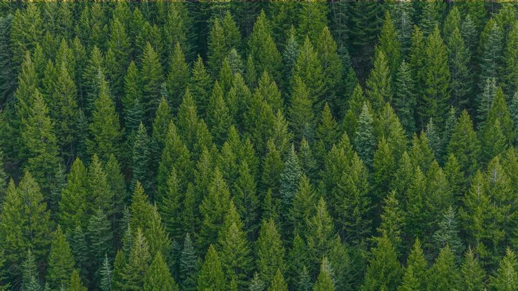 Forest, Arbonics