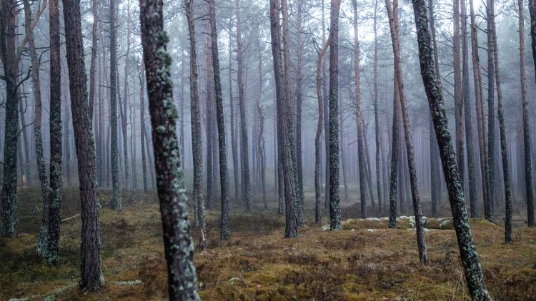 Forest, Arbonics