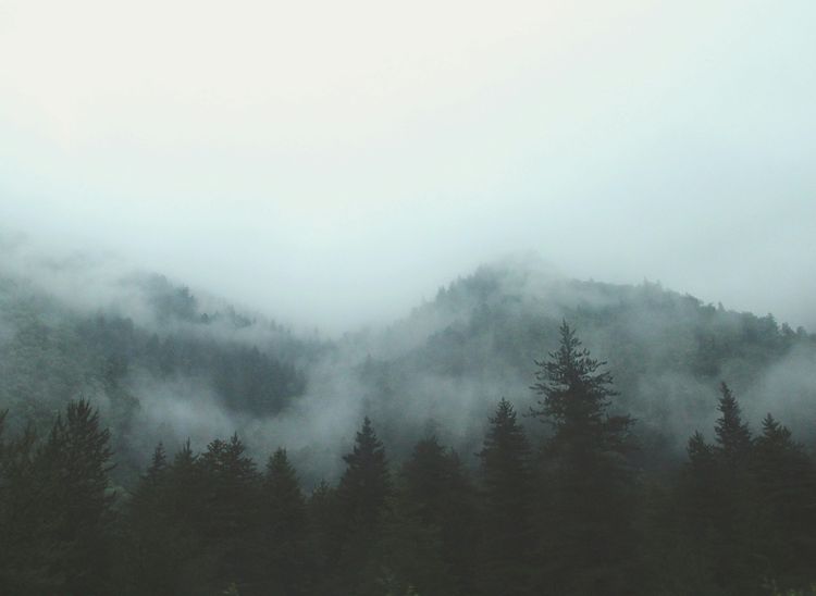 Forest, Arbonics
