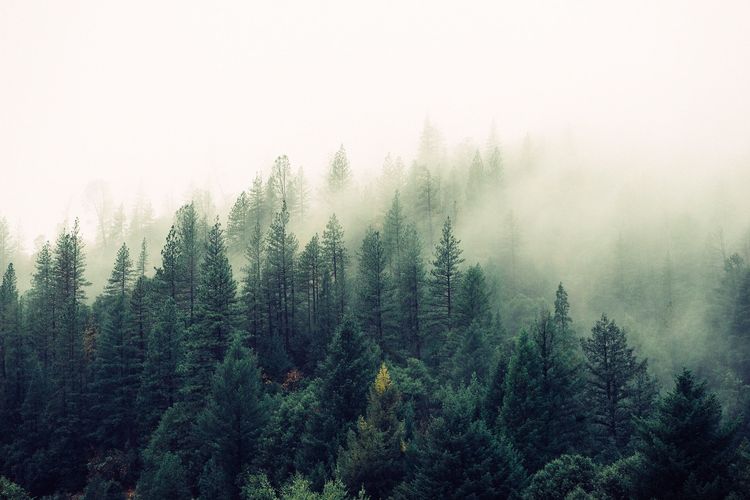 Forest, Arbonics