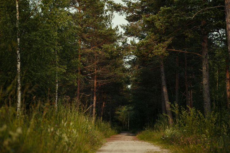 Forest, Arbonics