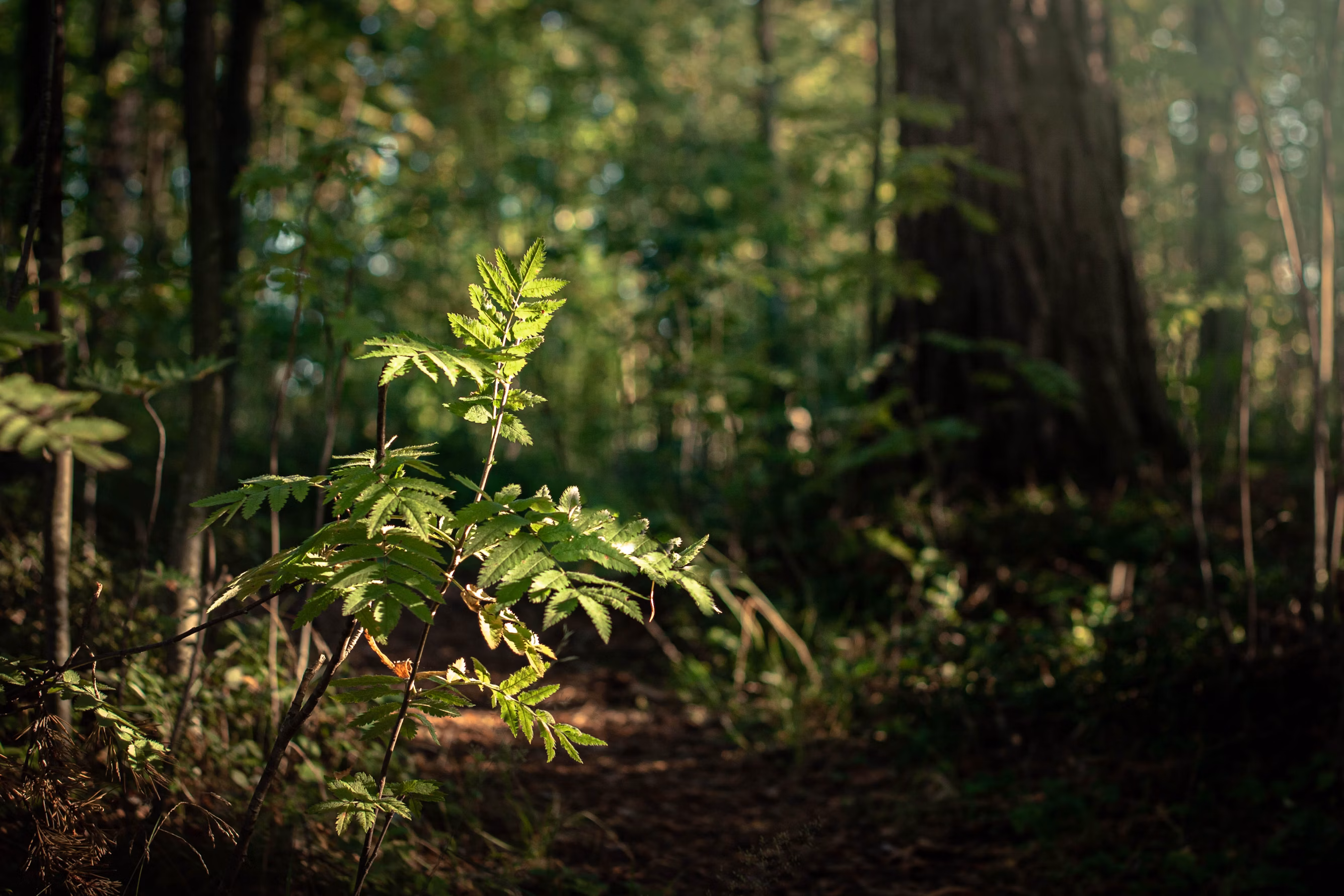 Sapling in forest
