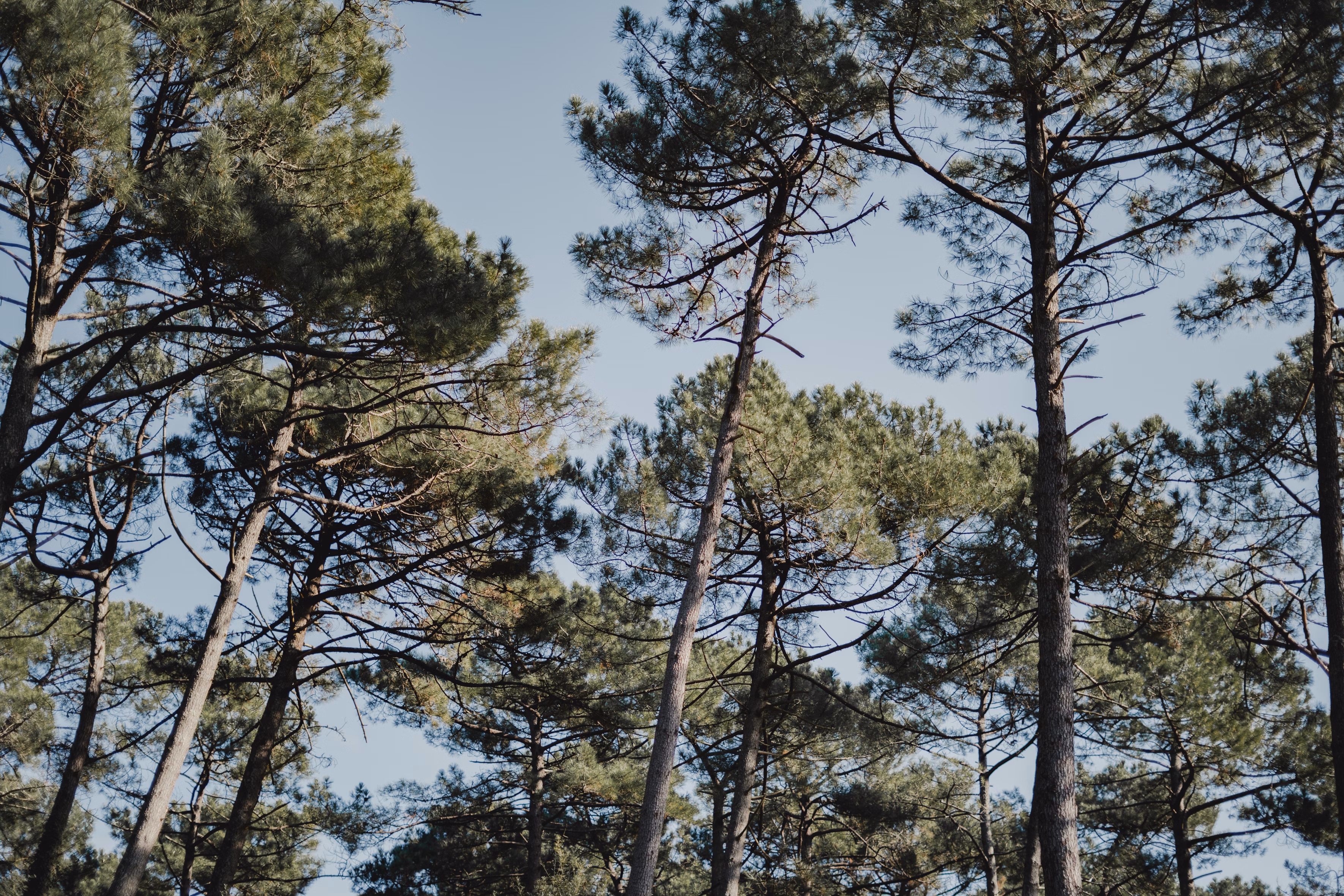Forest, Arbonics